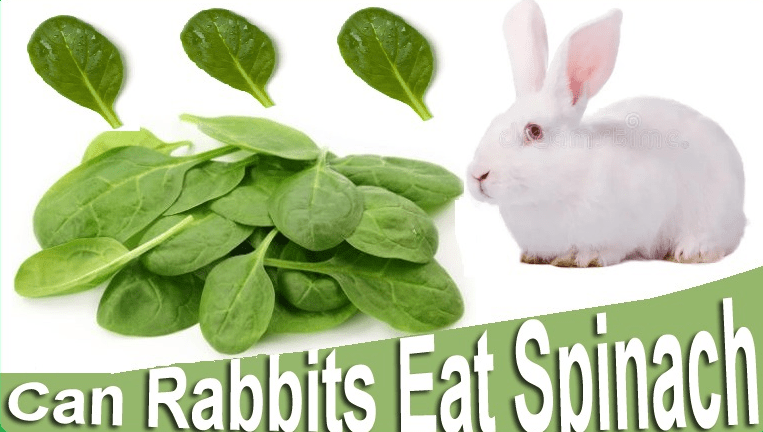Can Rabbits Eat Spinach